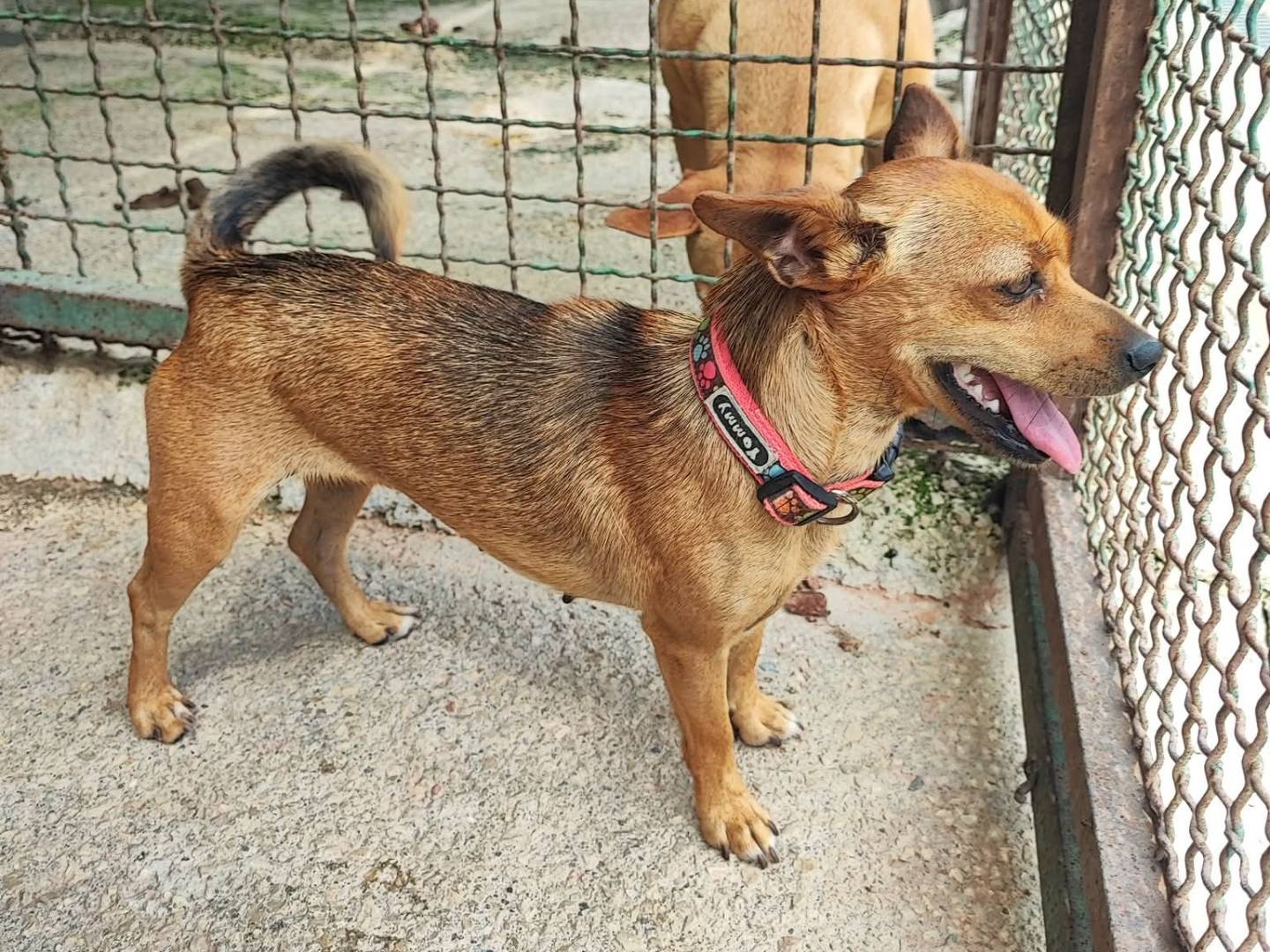 Adotta un cane, femmina, 2 anni e 6 mesi, Napoli