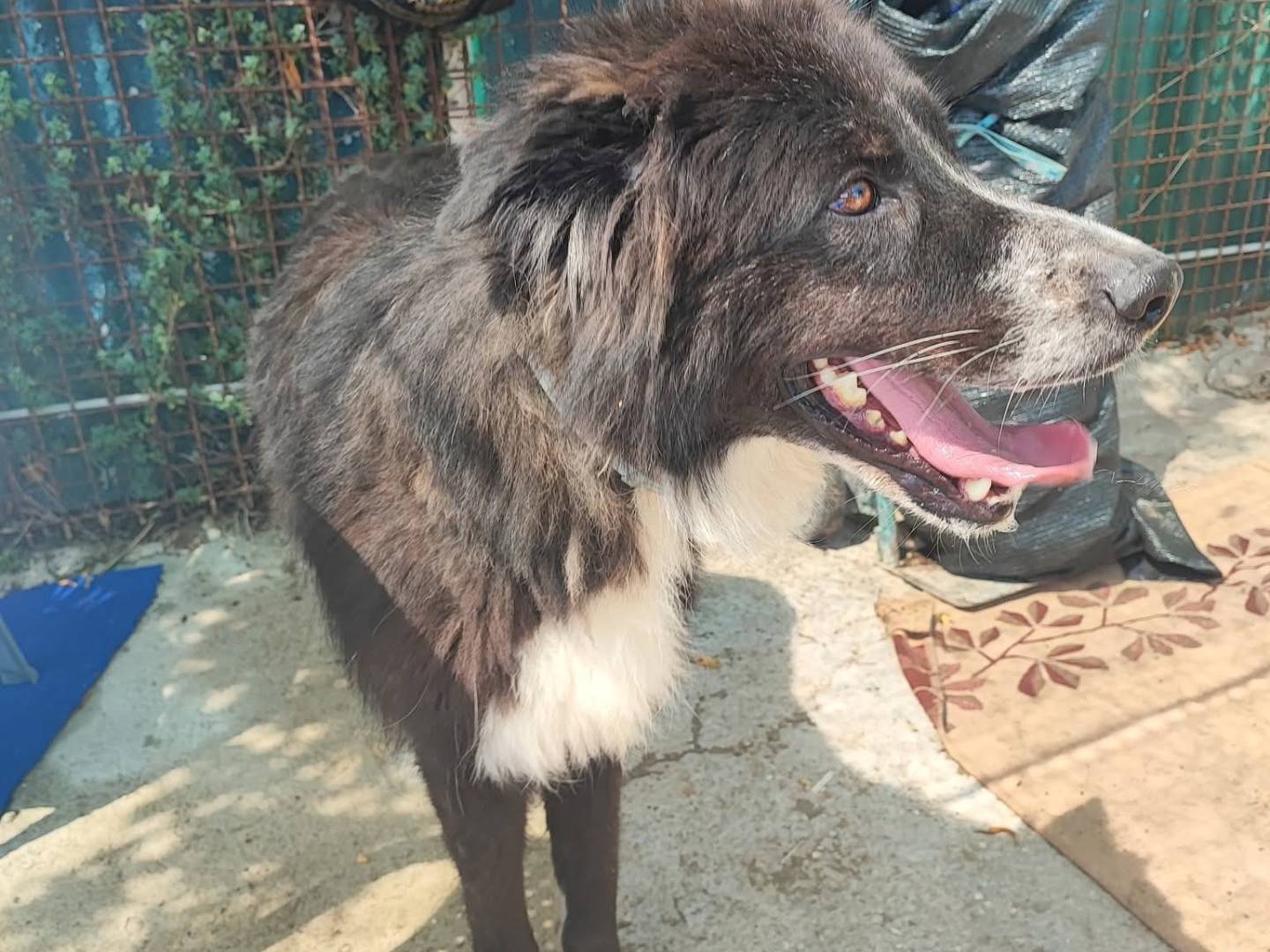 Adozione cane, maschio, Razza sconosciuta Razza sconosciuta, 2 anni e 10 mesi, taglia grande, Napoli