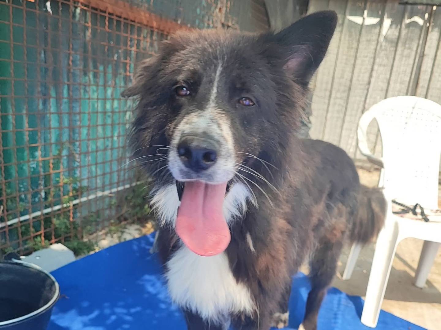 Adotta un cane, taglia grande, maschio, Napoli