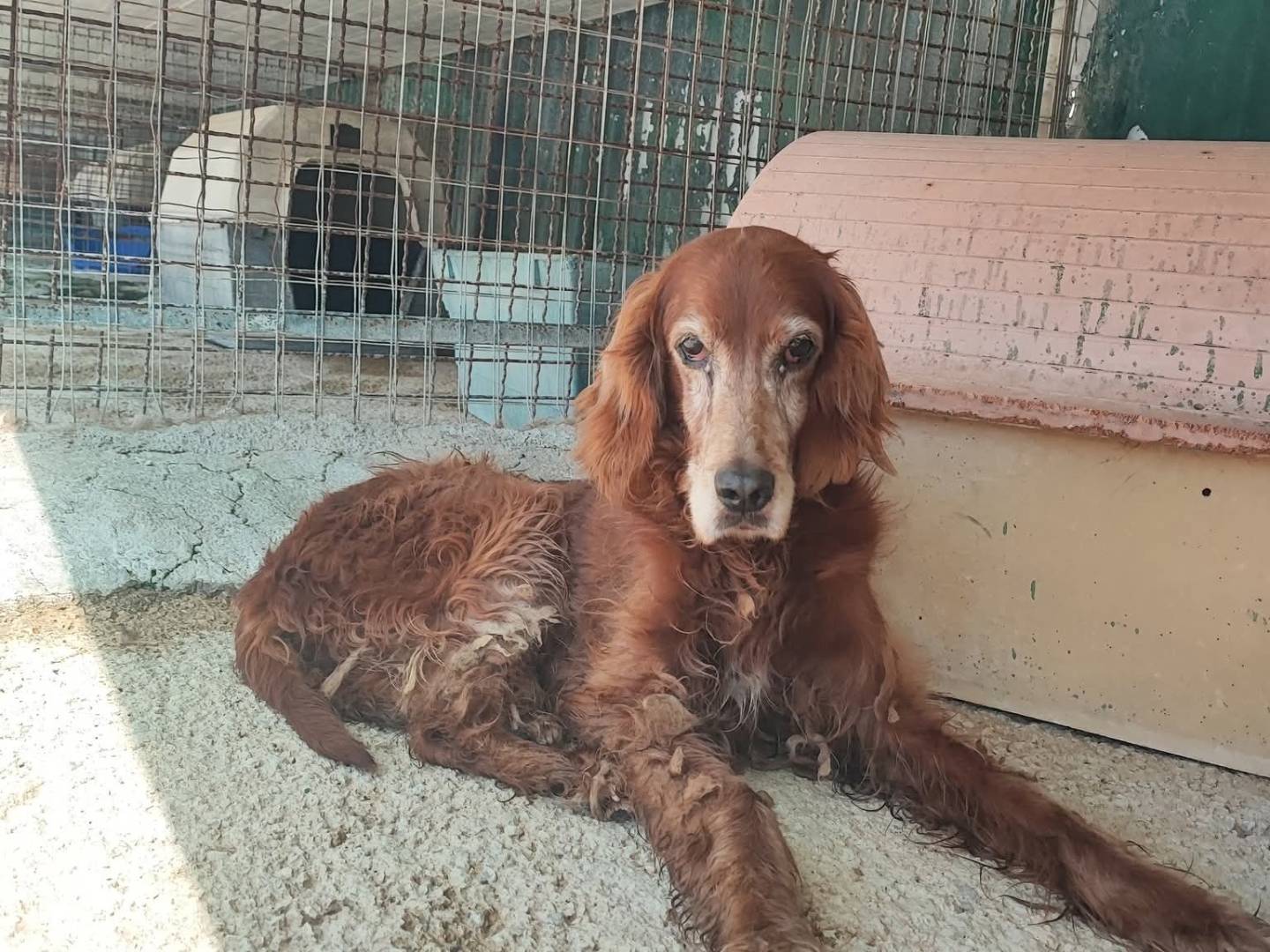 Adozione cane, femmina, Setter Inglese Razza sconosciuta, 10 anni e 11 mesi, taglia media, Napoli