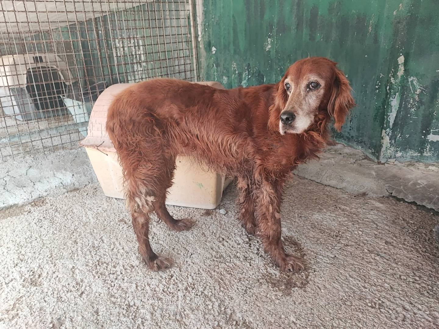 Adotta un cane, taglia media, femmina, Napoli