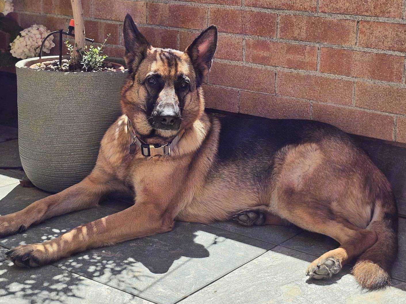 Adozione cane, femmina, Pastore tedesco Razza sconosciuta, 6 anni e 2 mesi, taglia grande, Aosta