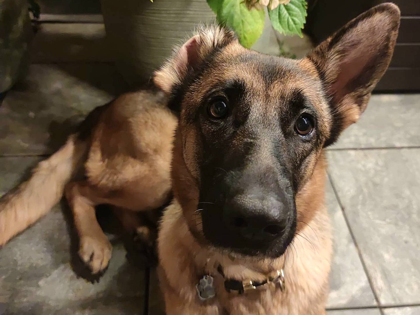 Adotta un cane, taglia grande, femmina, Aosta