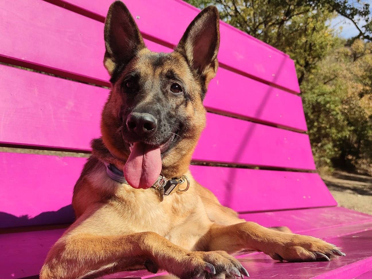 Vuoi adottare un cane a Aosta?