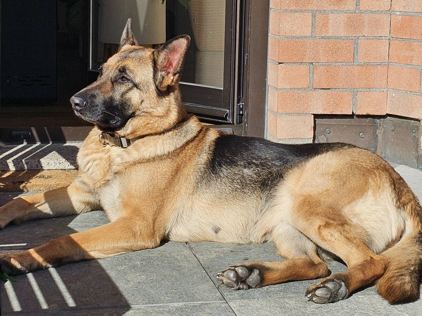 Adotta il cane Undi a Aosta