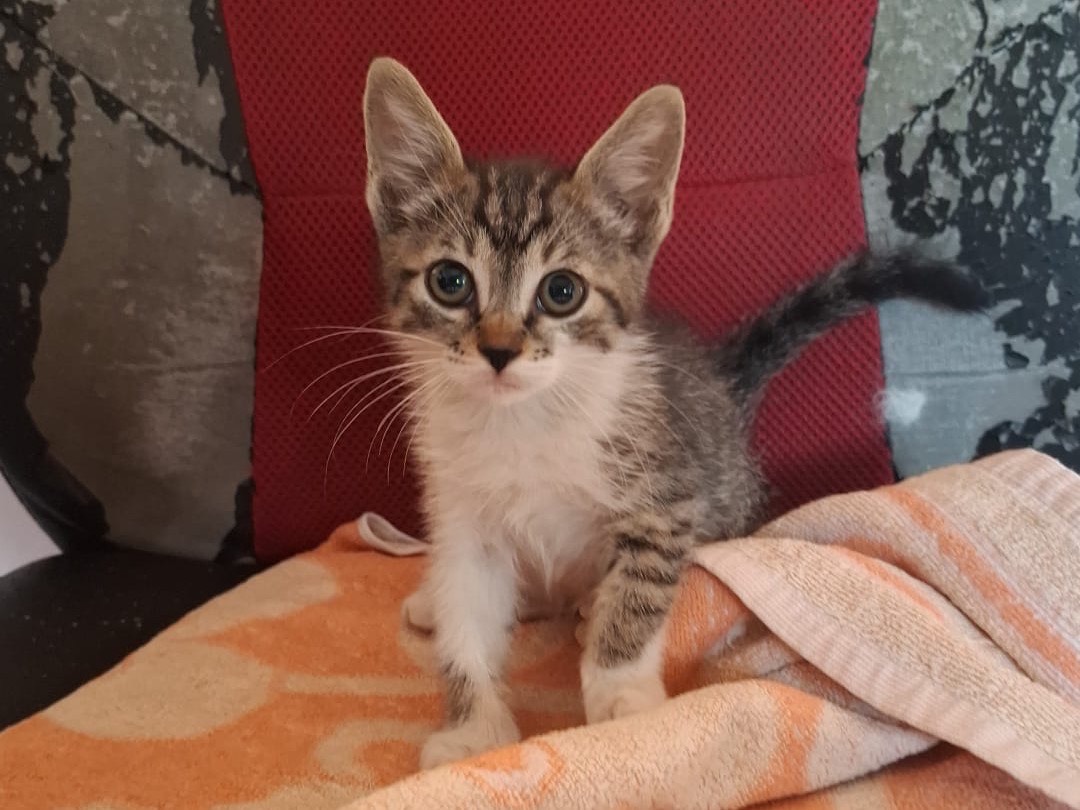 Adozione gatto, maschio, Razza sconosciuta Razza sconosciuta, 2 mesi, taglia non valida, Latina