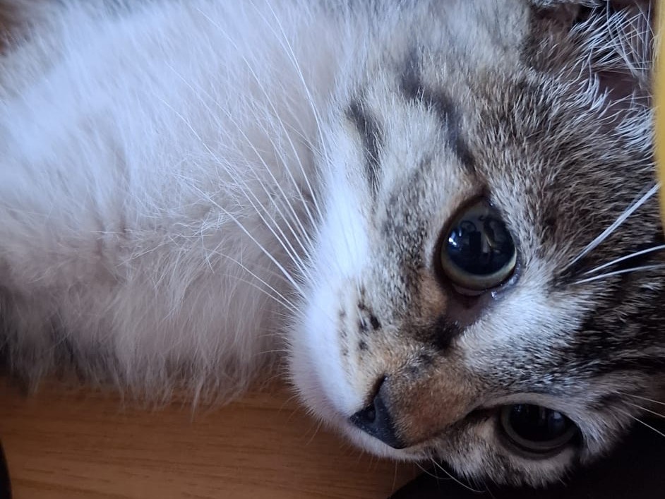 Adotta un gatto, maschio, 2 mesi, Latina