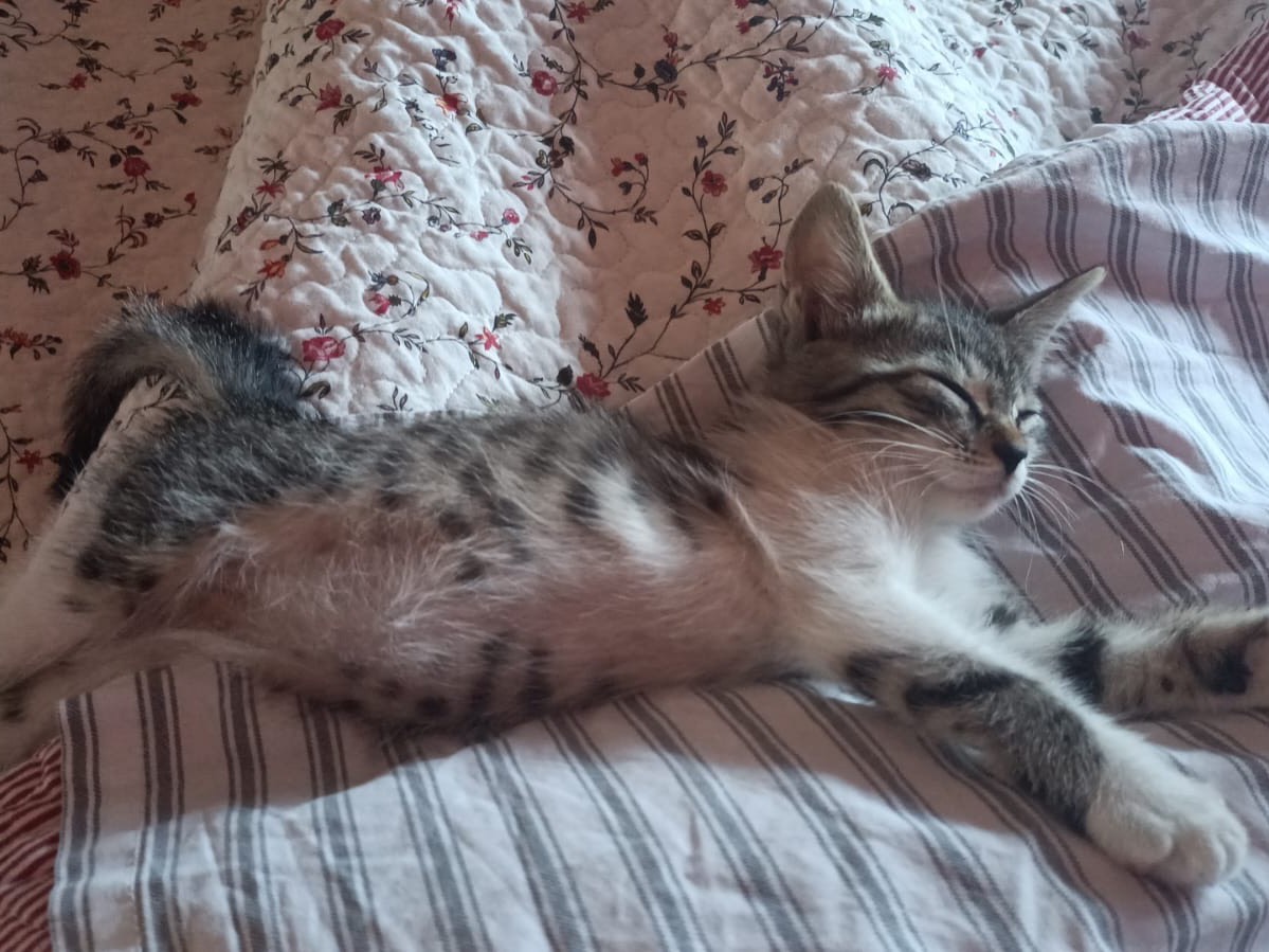 Adotta un gatto, taglia non valida, maschio, Latina