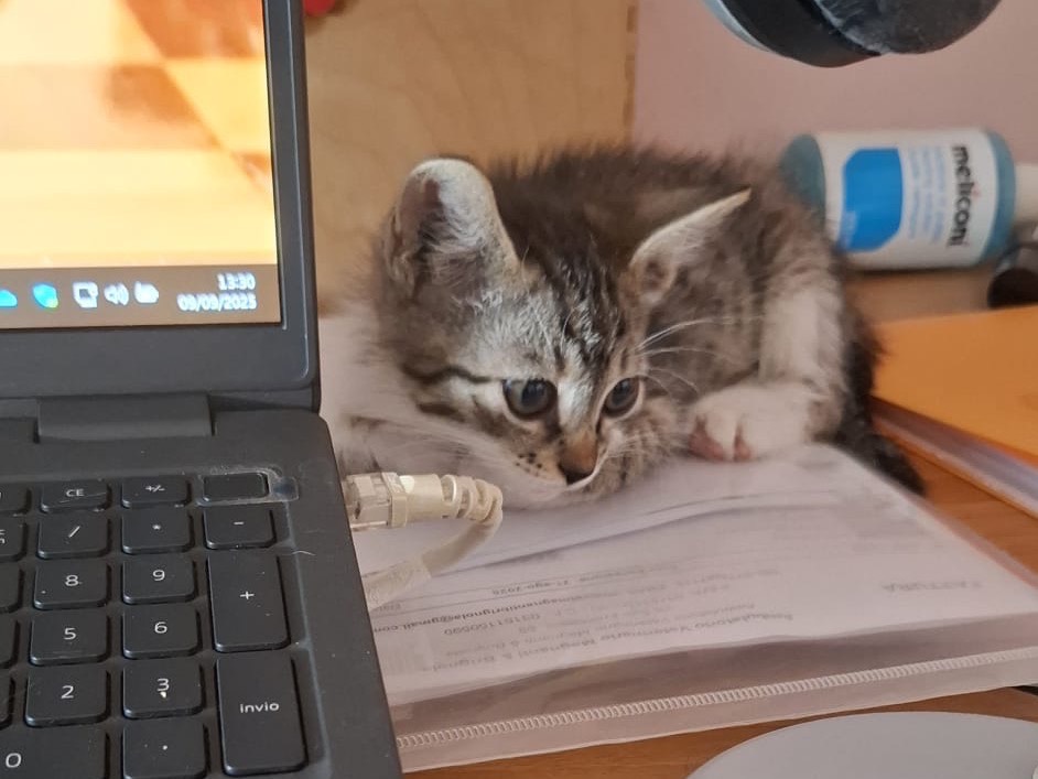 Vuoi adottare un gatto a Latina?