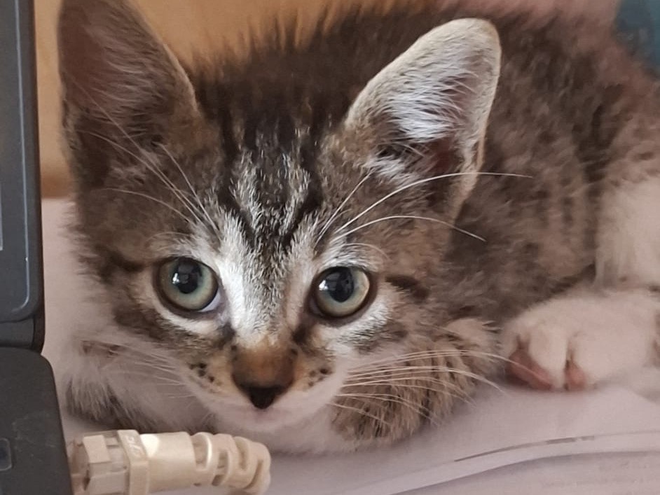 Adotta il gatto Nino a Latina