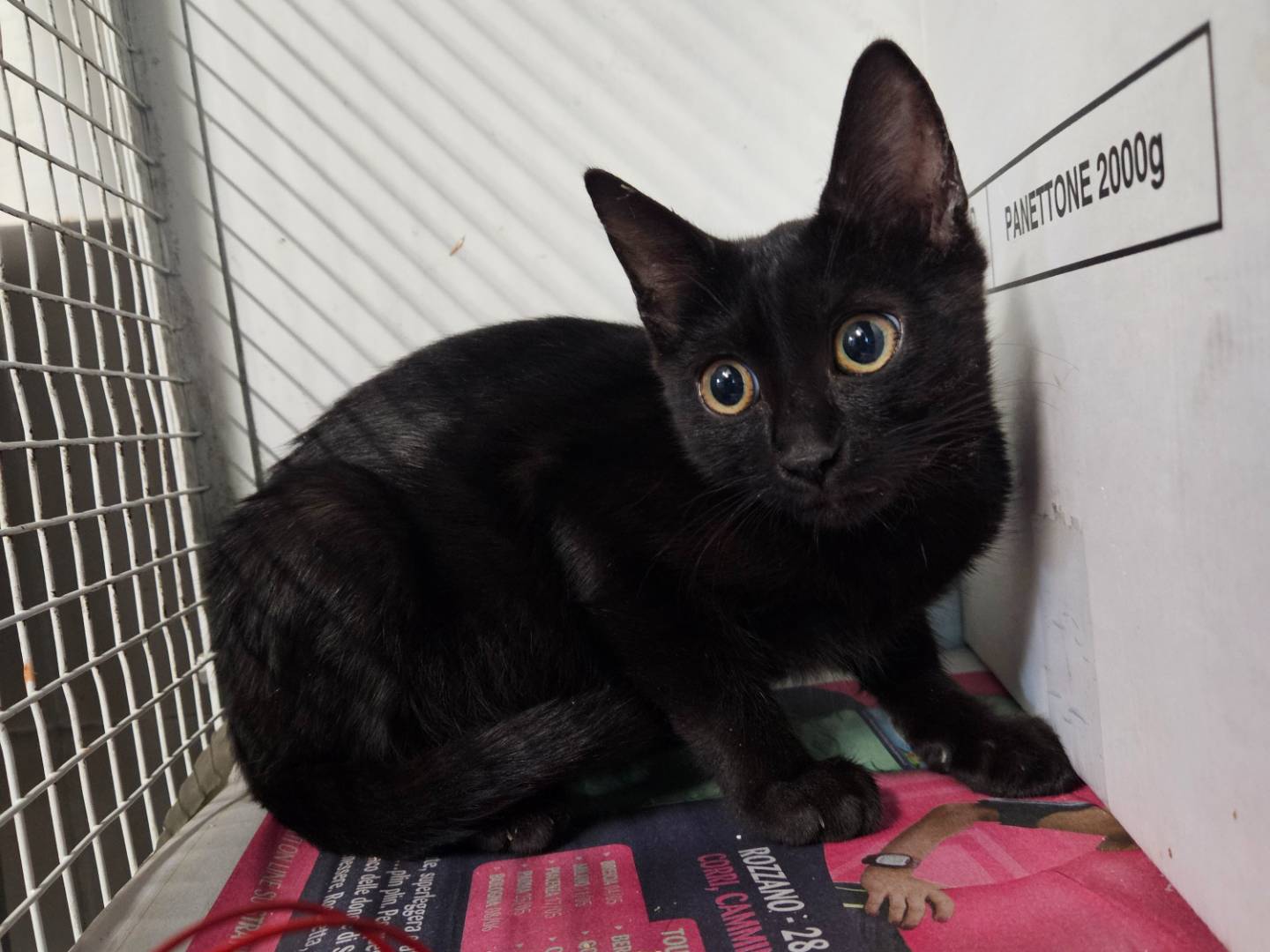 Adozione gatto, femmina, Razza sconosciuta Razza sconosciuta, 4 mesi, taglia non valida, Milano