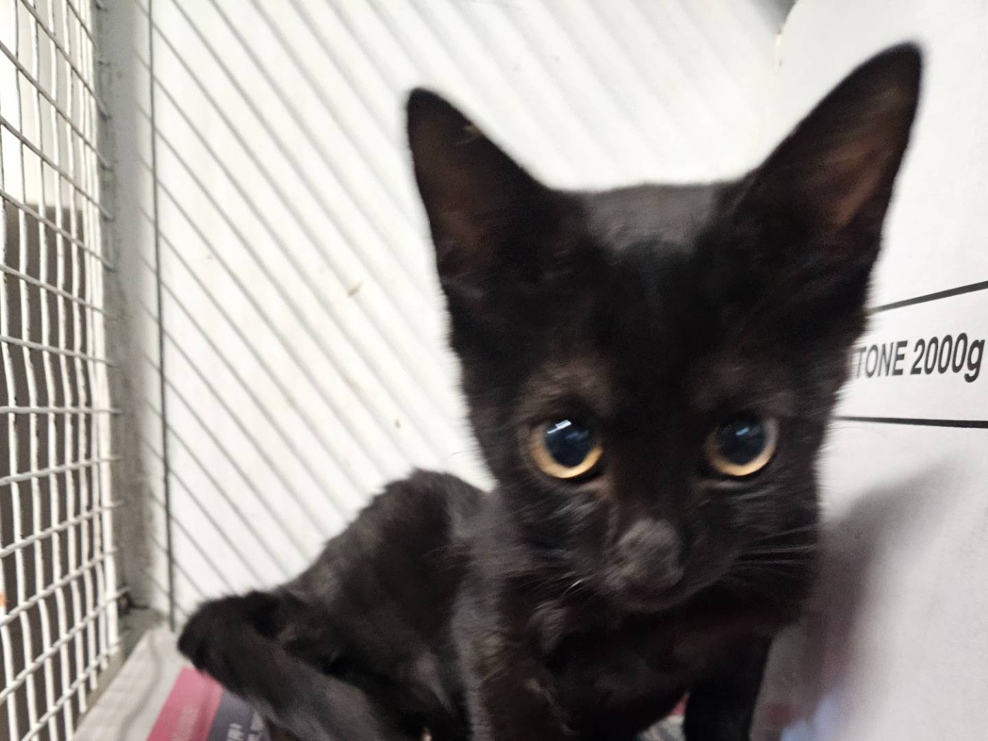 Adotta un gatto, femmina, 4 mesi, Milano