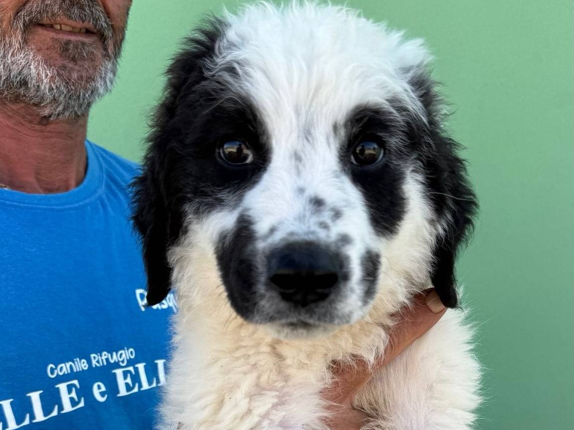 Adozione cane, maschio, Razza sconosciuta Razza sconosciuta, 3 mesi, taglia media, Matera