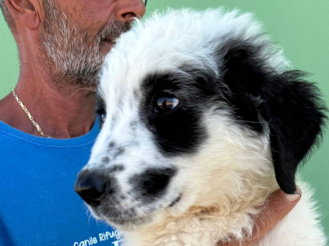 Adotta un cane, maschio, 3 mesi, Matera
