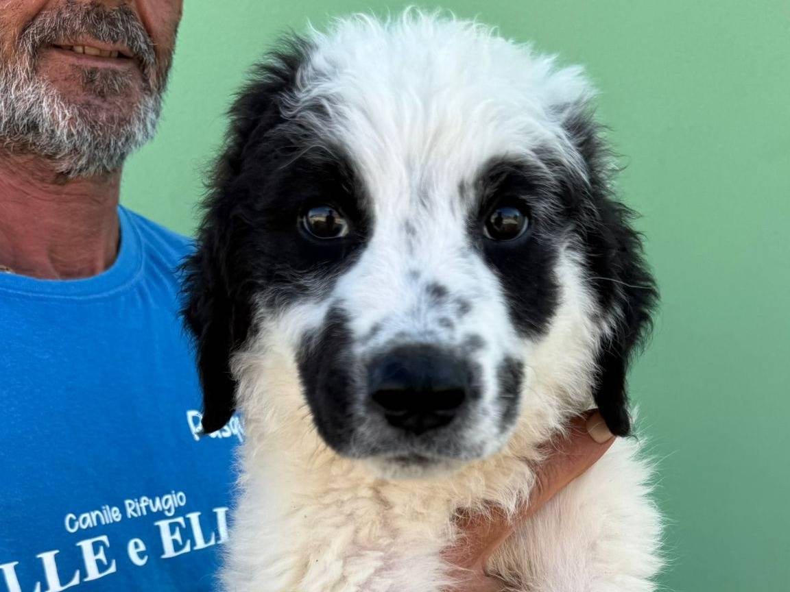 Vuoi adottare un cane a Matera?