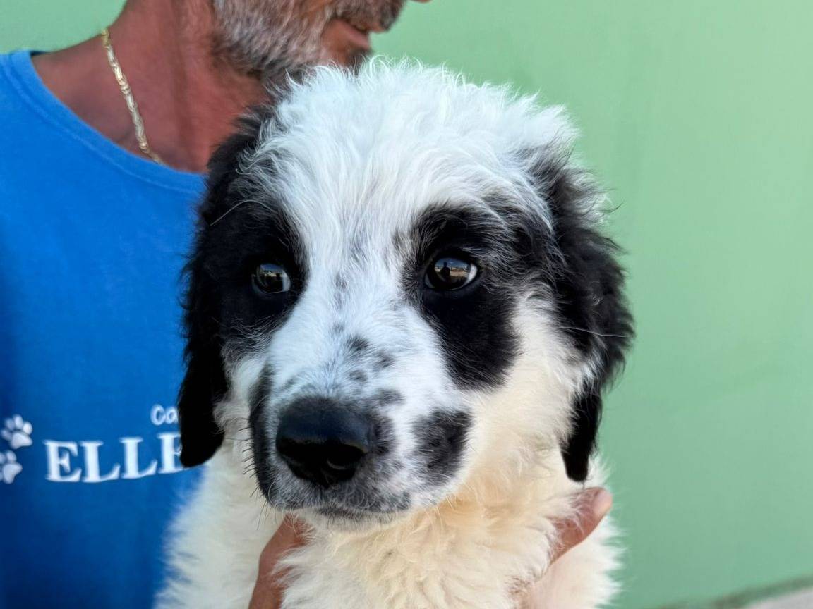 Adotta il cane Nando a Matera