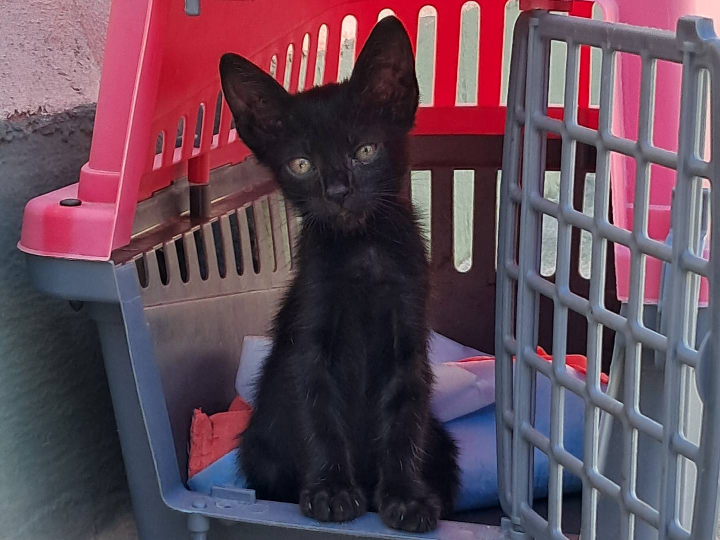 Adozione gatto, femmina, Razza sconosciuta Razza sconosciuta, 2 mesi, taglia non valida, Agrigento