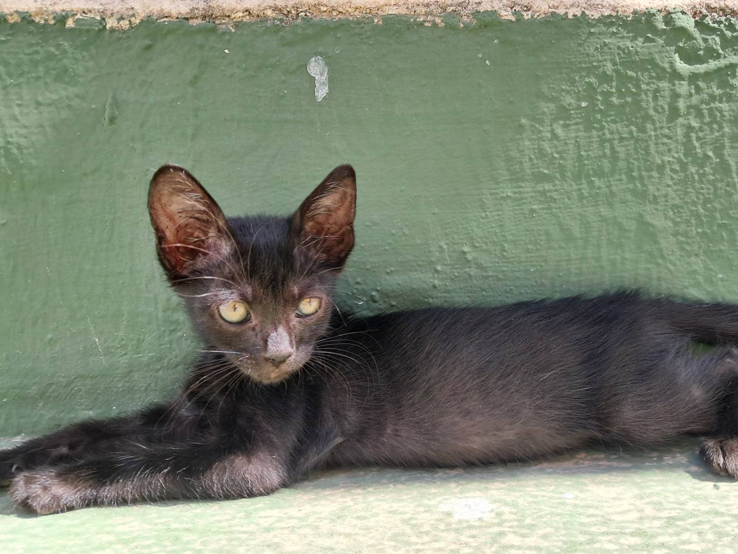 Adotta un gatto, taglia non valida, femmina, Agrigento