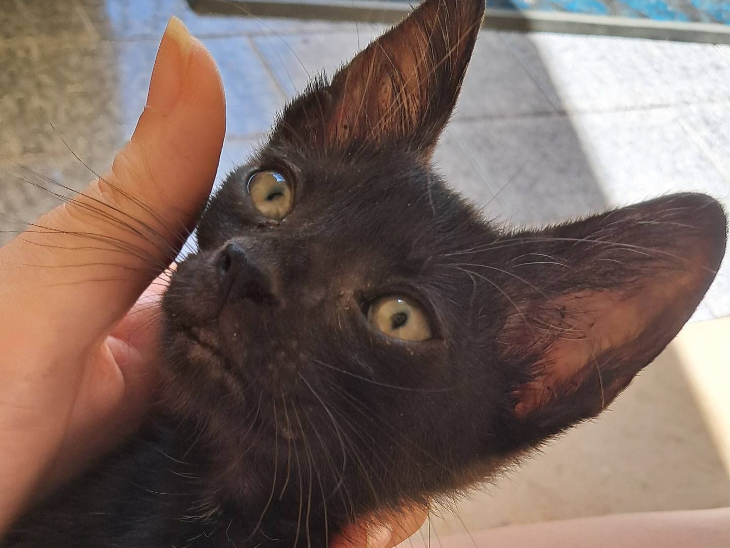 Vuoi adottare un gatto a Agrigento?