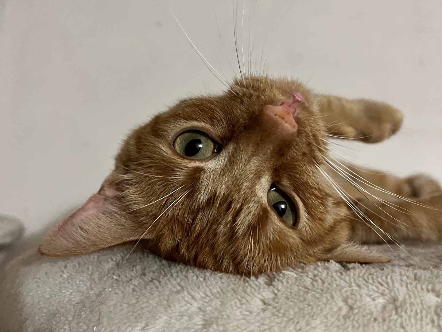 Adozione gatto, maschio, Razza sconosciuta Razza sconosciuta, 2 anni e 8 mesi, taglia non valida, Padova