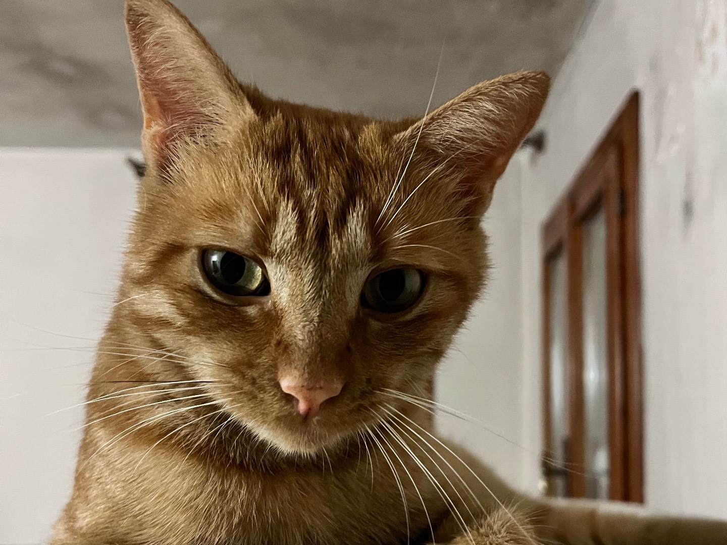 Adotta un gatto, maschio, 2 anni e 8 mesi, Padova