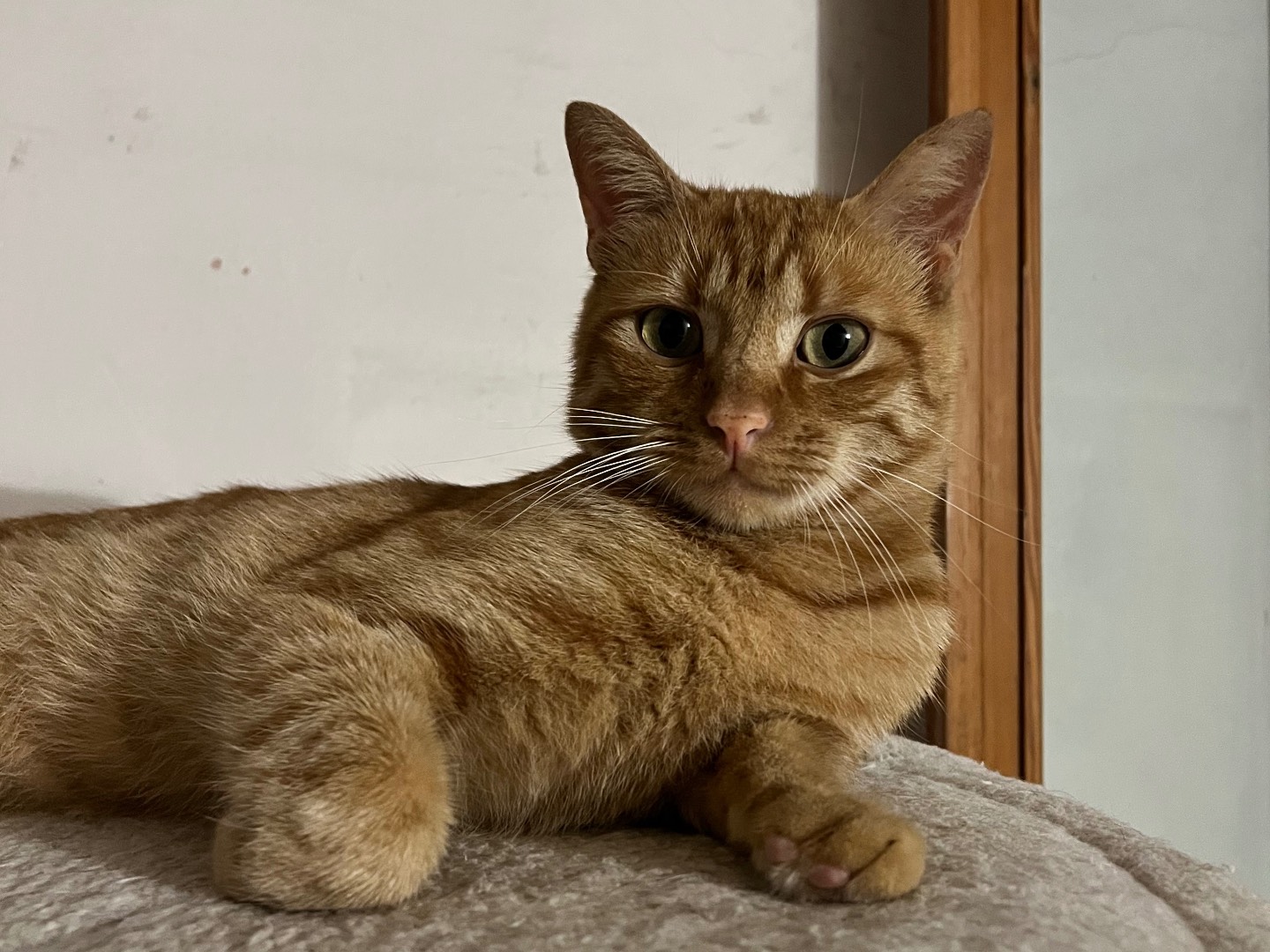 Adotta un gatto, taglia non valida, maschio, Padova