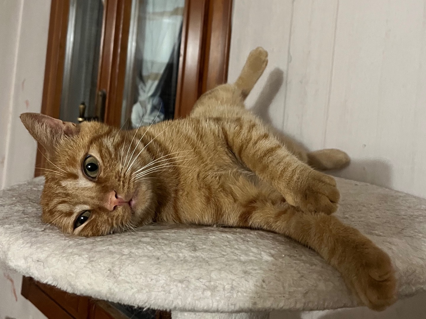Vuoi adottare un gatto a Padova?