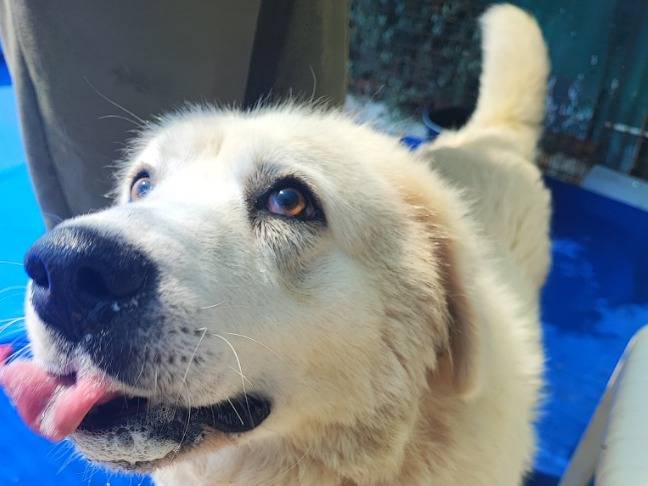 Adozione cane, femmina, Pastore maremmano Razza sconosciuta, 3 anni e 10 mesi, taglia media, Napoli