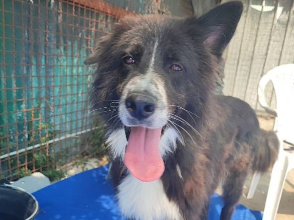 Adotta un cane, taglia media contenuta, maschio, Napoli