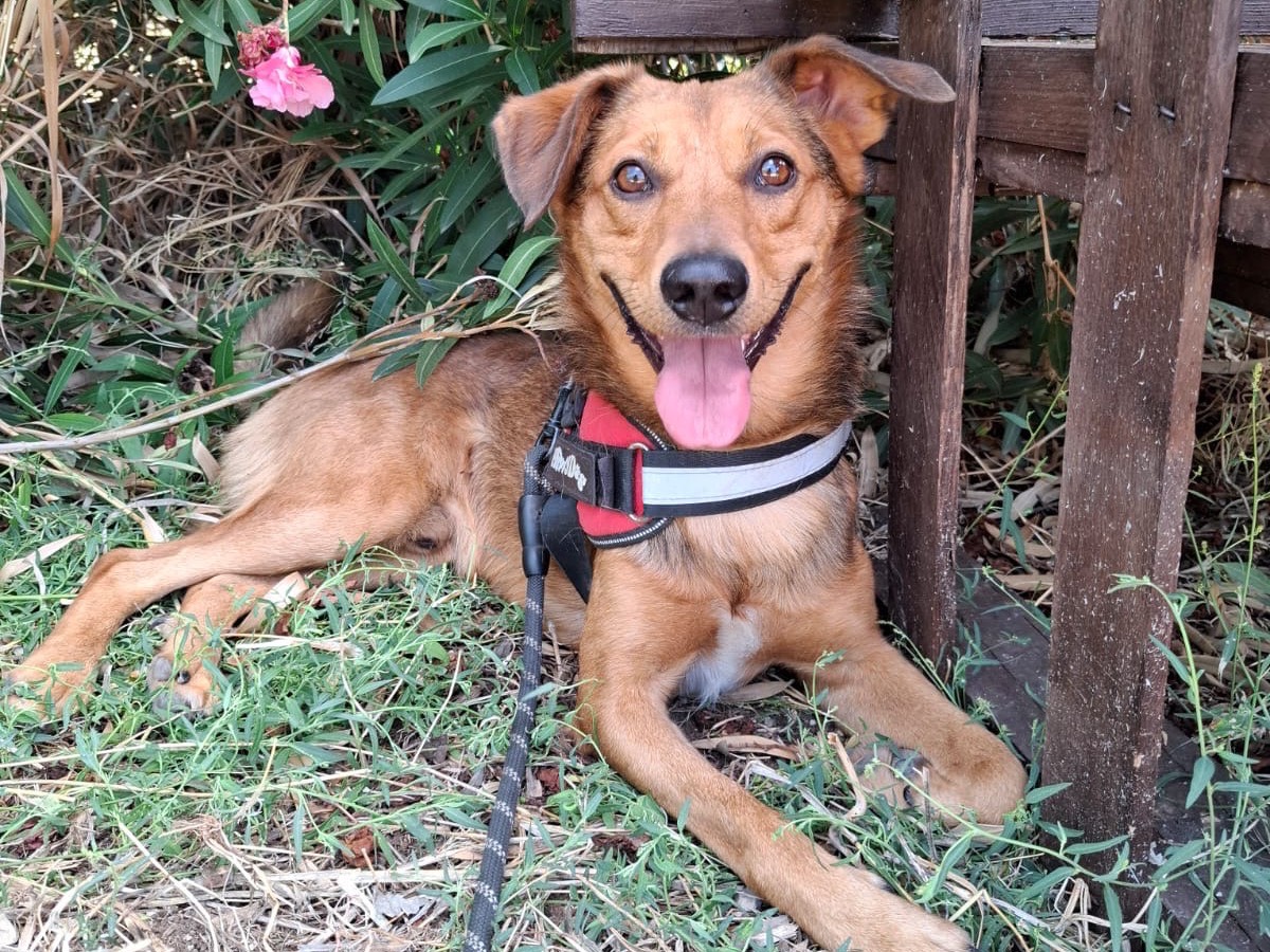 Adozione cane, maschio, Razza sconosciuta Razza sconosciuta, 2 anni e 1 mese, taglia media contenuta, Foggia