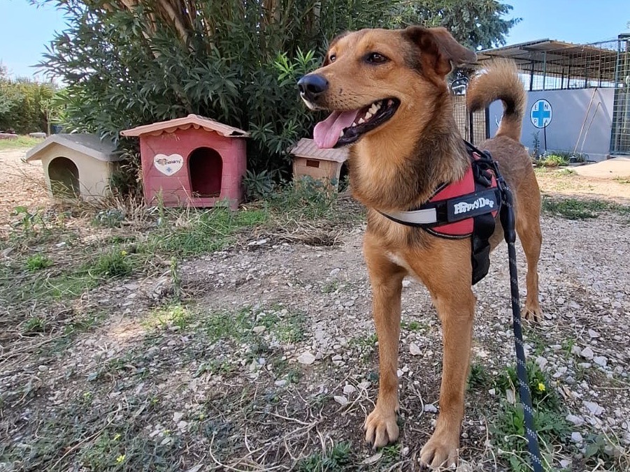 Adotta un cane, maschio, 2 anni e 1 mese, Foggia