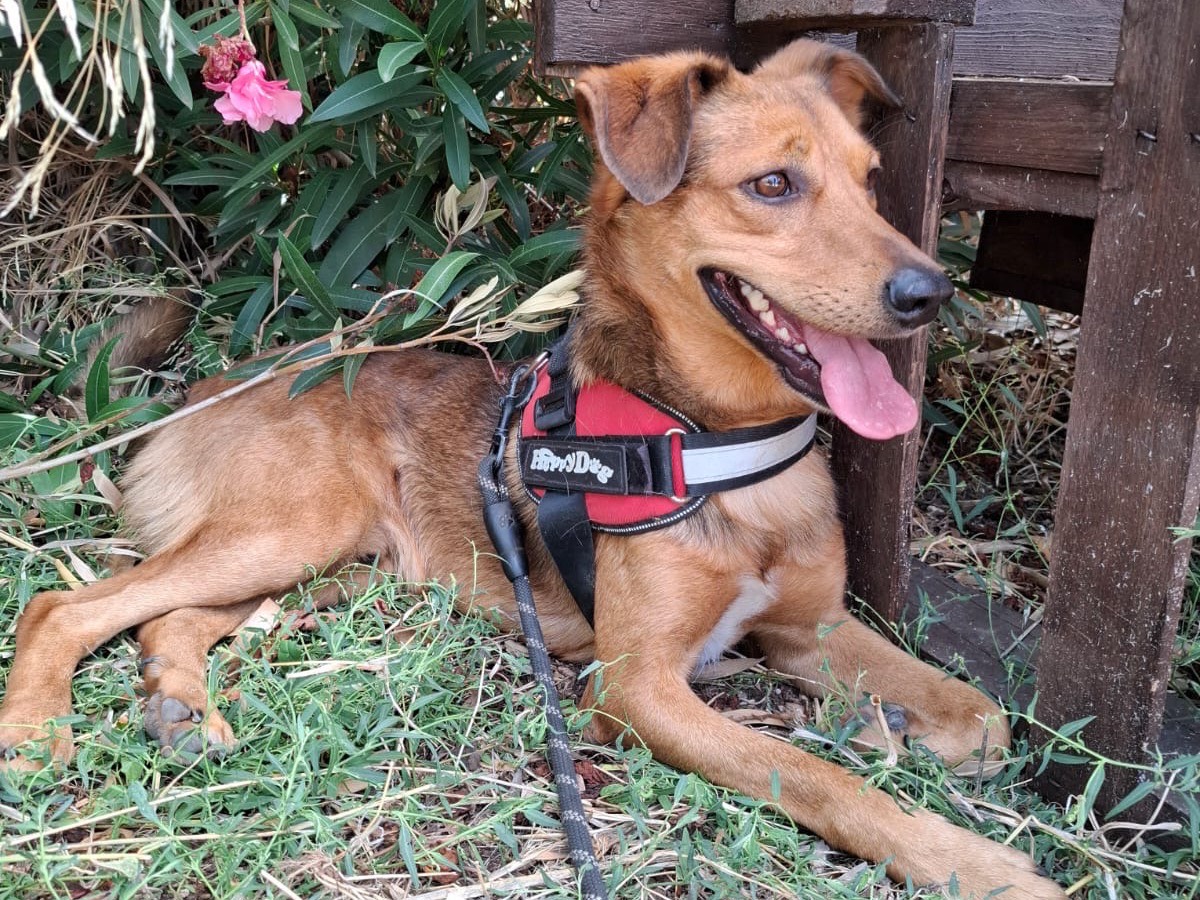 Adotta un cane, taglia media contenuta, maschio, Foggia