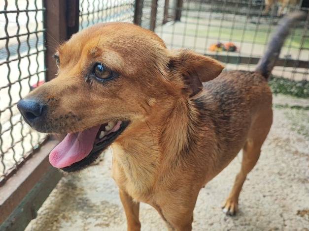Adozione cane, femmina, Chihuahua Razza sconosciuta, 1 anno e 9 mesi, taglia piccola, Napoli