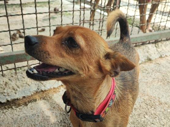 Adotta un cane, taglia piccola, femmina, Napoli