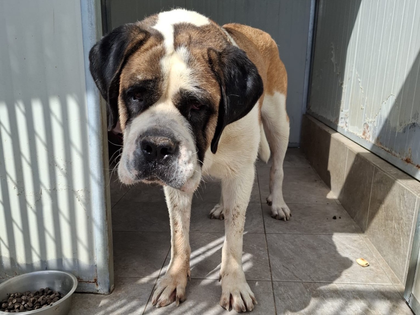 Adozione cane, femmina, San Bernardo Razza sconosciuta, 2 anni e 1 mese, taglia gigante, Foggia