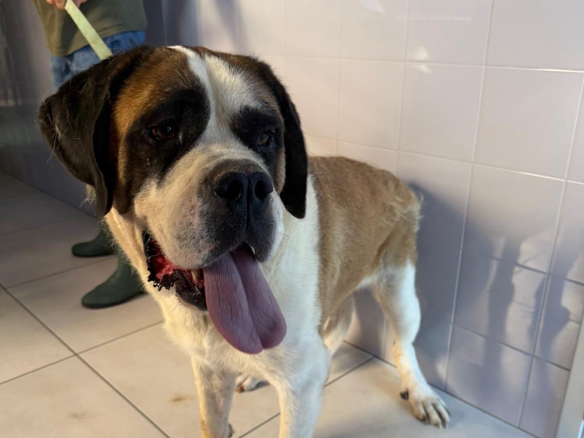 Adotta un cane, femmina, 2 anni e 1 mese, Foggia