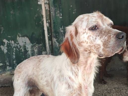 Adozione cane, femmina, Razza sconosciuta Razza sconosciuta, 4 anni e 9 mesi, taglia media contenuta, Napoli