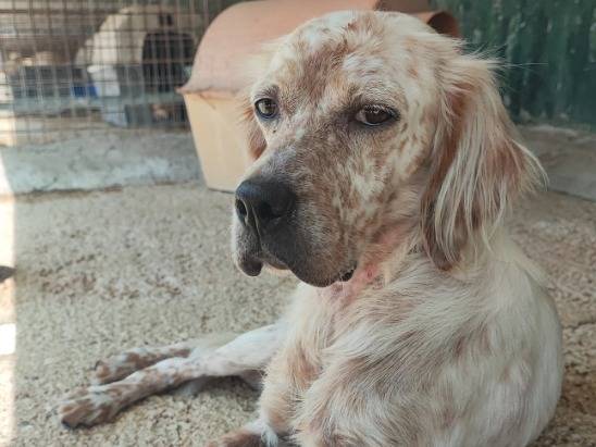 Adotta un cane, taglia media contenuta, femmina, Napoli