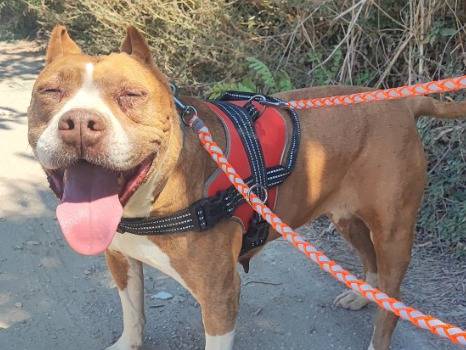 Adozione cane, femmina, Bulldog Inglese Razza sconosciuta, 10 anni e 9 mesi, taglia piccola, Napoli