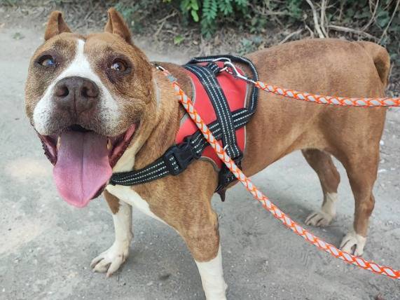 Adotta un cane, femmina, 10 anni e 9 mesi, Napoli