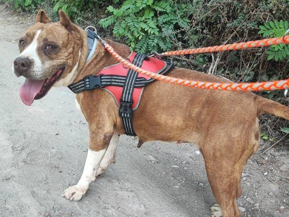 Adotta un cane, taglia piccola, femmina, Napoli