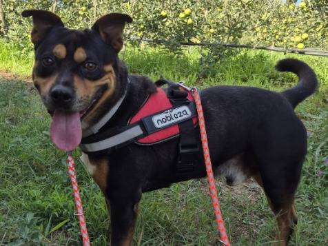 Adozione cane, maschio, Razza sconosciuta Razza sconosciuta, 4 anni e 9 mesi, taglia piccola, Napoli