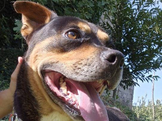 Adotta un cane, taglia piccola, maschio, Napoli
