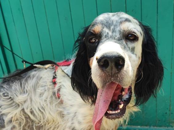 Adozione cane, maschio, Razza sconosciuta Razza sconosciuta, 5 anni e 9 mesi, taglia media contenuta, Napoli