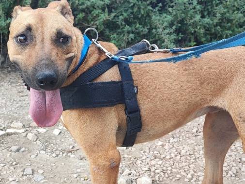 Adozione cane, femmina, American Staffordshire Terrier Razza sconosciuta, 1 anno e 9 mesi, taglia piccola, Napoli