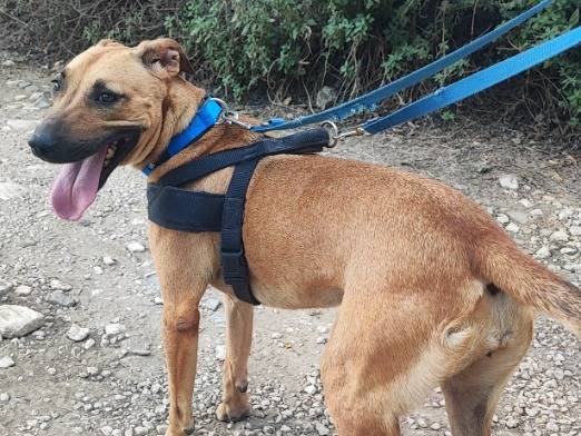 Adotta un cane, femmina, 1 anno e 9 mesi, Napoli
