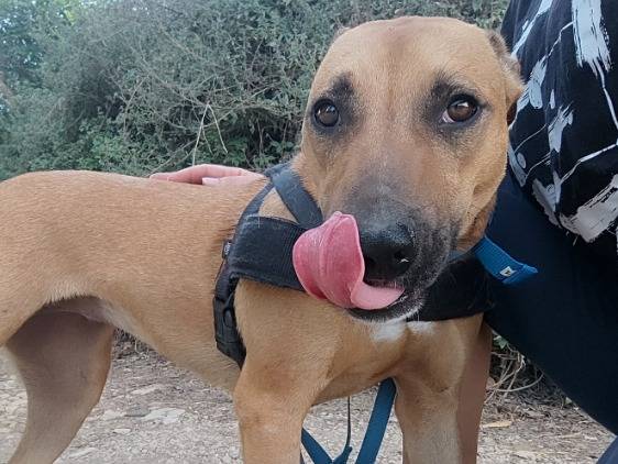 Adotta un cane, taglia piccola, femmina, Napoli