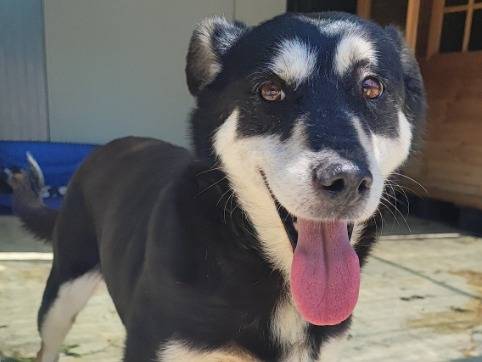 Adotta un cane, femmina, 10 anni e 9 mesi, Napoli