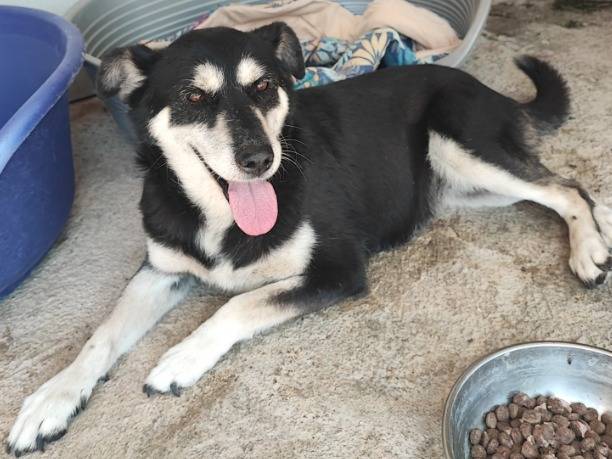 Adotta un cane, taglia piccola, femmina, Napoli