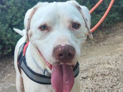 Adotta un cane, maschio, 1 anno e 9 mesi, Napoli